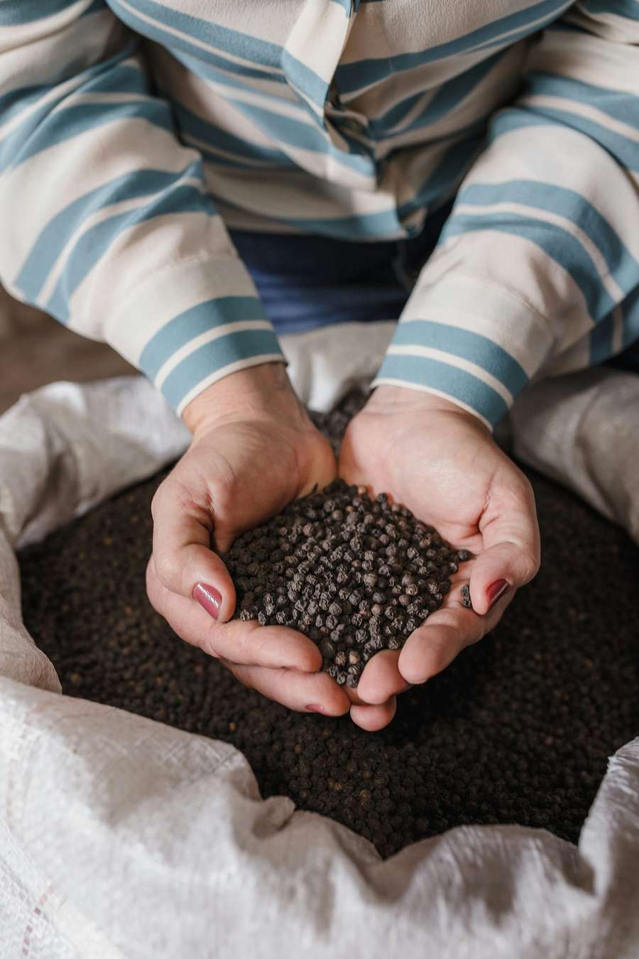 Hände eines Produzenten, die Kampot-Pfefferkörner halten